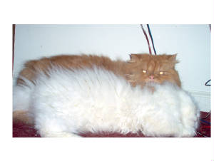 im000422.jpg